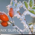 noelpaix2014-1